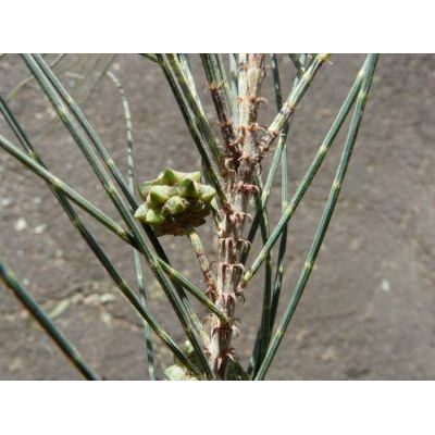 Casuarina equisetifolia L. 