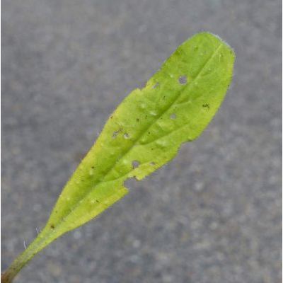 Echium sabulicola Pomel subsp. sabulicola 