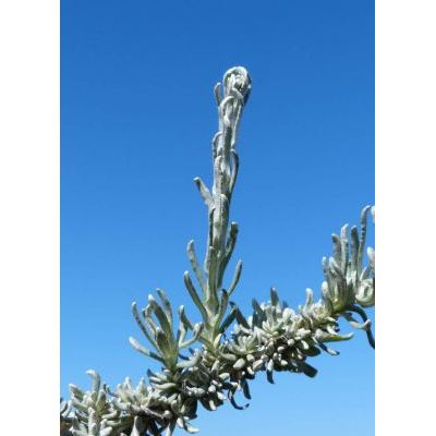 Helichrysum italicum subsp. microphyllum (Willd.) Nyman 