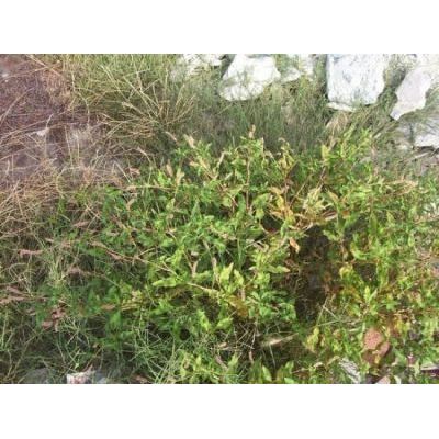 Persicaria lapathifolia (L.) Gray 