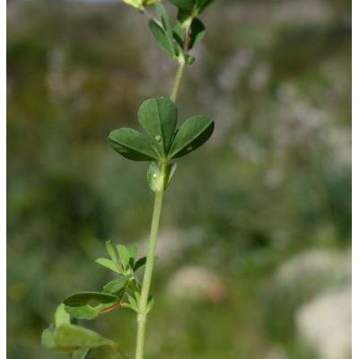 Trifolium micranthum Viv. 