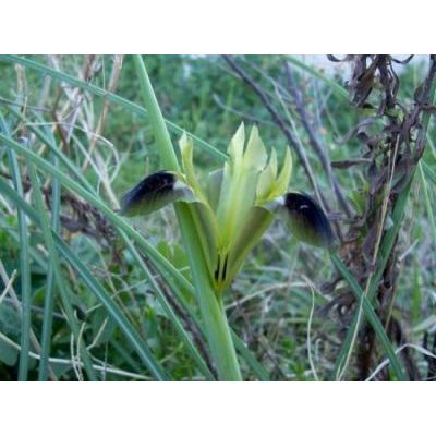 Iris tuberosa L. 