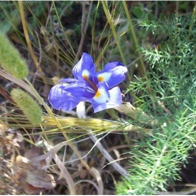 Iris sisyrinchium L. 