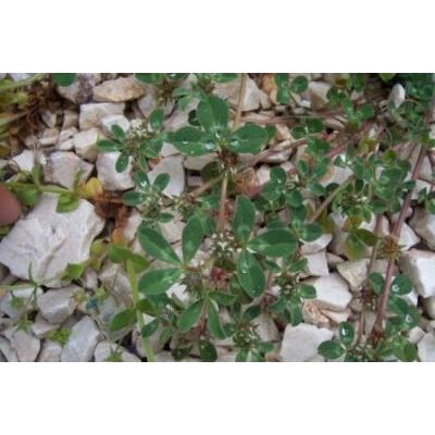 Trifolium scabrum L. 