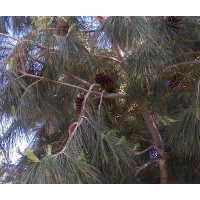 Pinus halepensis Mill. 