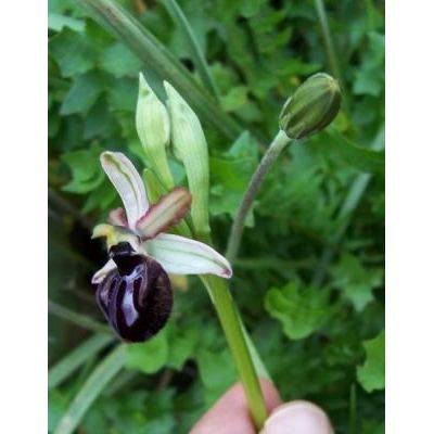 Ophrys sphegodes subsp. sipontensis (R. Lorenz & Gembardt) H. A. Pedersen & Faurh. 