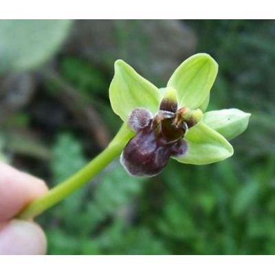 Ophrys bombyliflora Link 