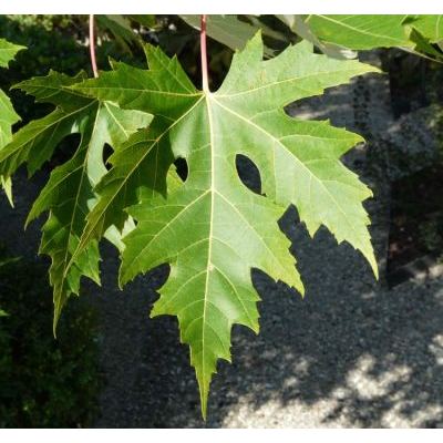 Acer saccharinum L. 