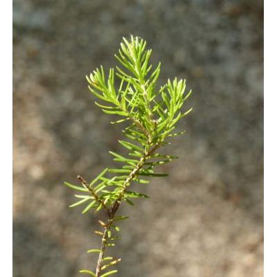 Erica carnea L. subsp. carnea 