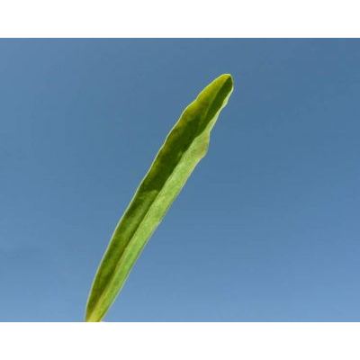 Euphorbia esula L. subsp. esula 