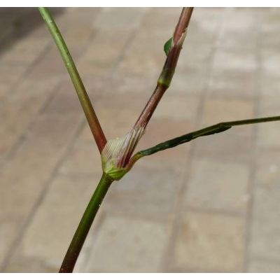 Persicaria maculosa Gray 