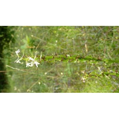 Platanthera bifolia (L.) Rich. 