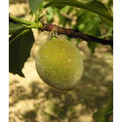 Prunus dulcis (Mill.) D. A. Webb 