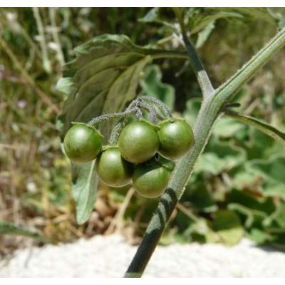 Solanum nigrum subsp. schultesii (Opiz) Wessely 