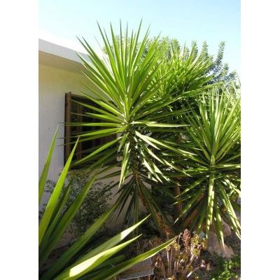 Yucca aloifolia L. 