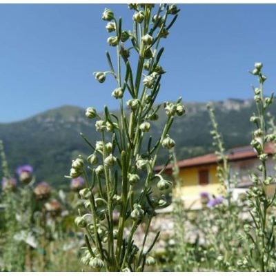 Artemisia abrotanum L. 