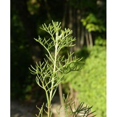 Artemisia alba Turra 