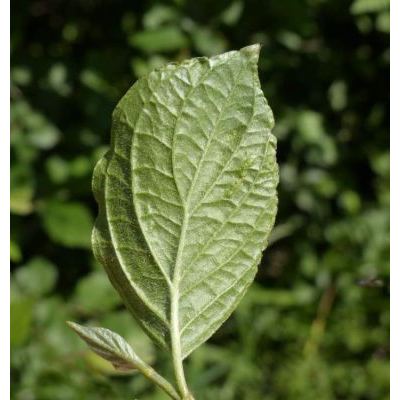Cornus sanguinea subsp. hungarica (Kárpáti) Soó 