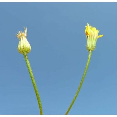 Crepis pulchra L. subsp. pulchra 