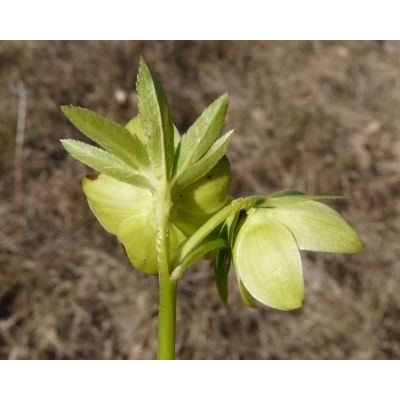 Helleborus viridis L. subsp. istriacus (Schiffn.) Cristof. & Zanotti 