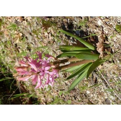 Hyacinthus orientalis L. 