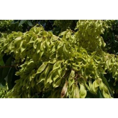 Ailanthus altissima (Mill.) Swingle 