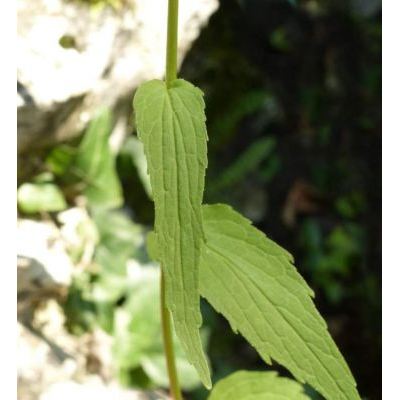 Phyteuma persicifolium Hoppe 