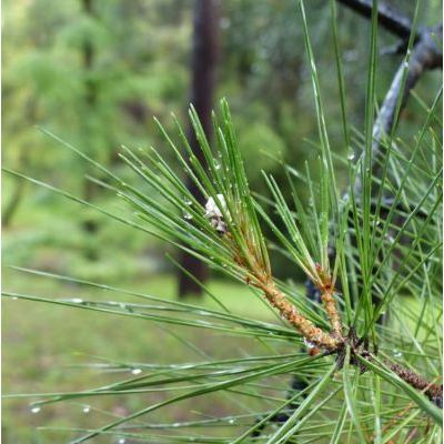 Pinus halepensis Mill. subsp. brutia (Ten.) Holmboe 