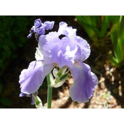 Iris pallida subsp. cengialti (Ambrosi ex A. Kern.) Foster 