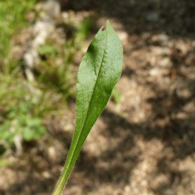 Silene italica (L.) Pers. subsp. italica 