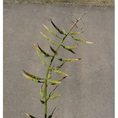 Sinapis alba L. subsp. alba 