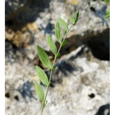 Astragalus monspessulanus L. subsp. wulfenii (W.D.J. Koch) Arcang. 