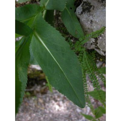 Carduus defloratus subsp. summanus (Pollini) Arcang. 