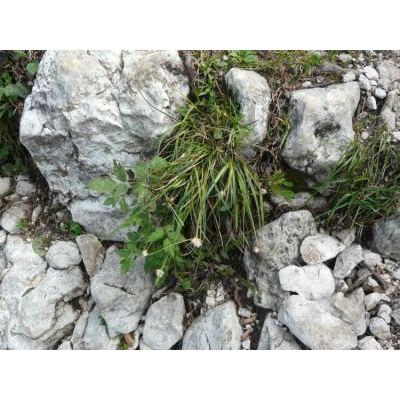 Carex baldensis L. 