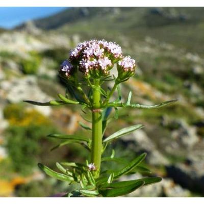 Centranthus calcitrapae (L.) Dufr. subsp. calcitrapae 