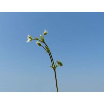 Cerastium brachypetalum Pers. subsp. brachypetalum 