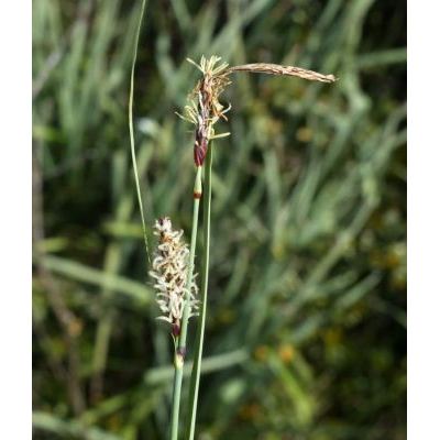 Carex flacca Schreb. subsp. erythrostachys (Hoppe) Holub 