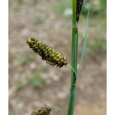 Carex flacca Schreb. subsp. flacca 