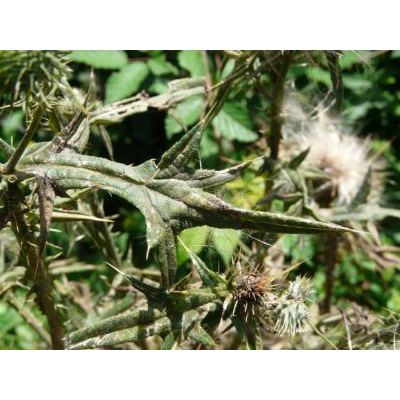 Cirsium vulgare (Savi) Ten. subsp. vulgare 