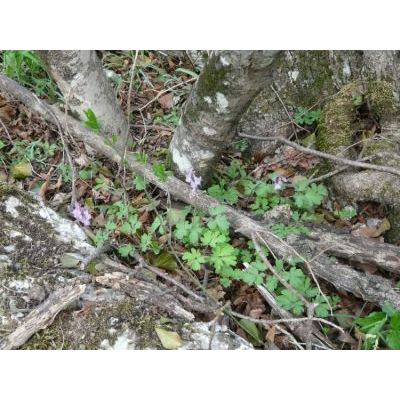 Corydalis cava (L.) Schweigg. & Korte subsp. cava 
