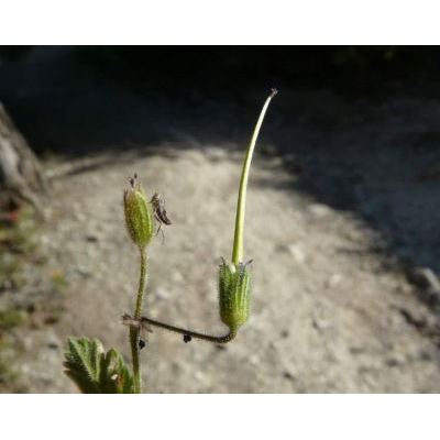 Erodium chium (L.) Willd. 
