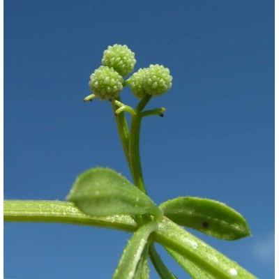 Galium verrucosum Huds. subsp. verrucosum 