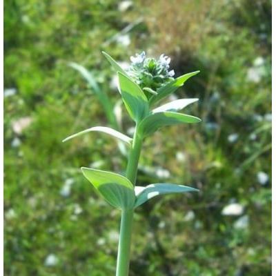 Linaria micrantha (Cav.) Hoffmanns. & Link 