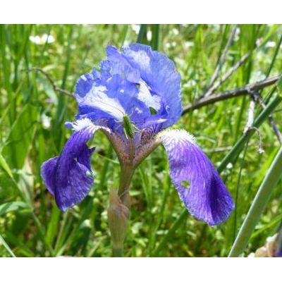 Iris germanica L. 