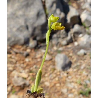 Ophrys lutea Cav. subsp. lutea 