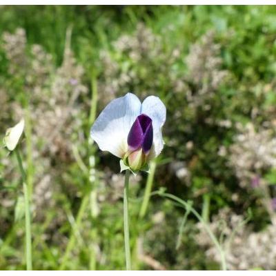 Pisum sativum L. subsp. biflorum (Raf.) Soldano 