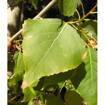 Populus nigra L. 
