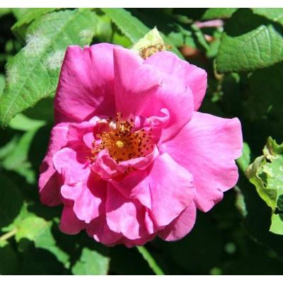 Rosa gallica L. 