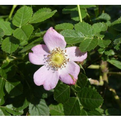 Rosa rubiginosa L. 