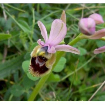 Ophrys tenthredinifera Willd. 